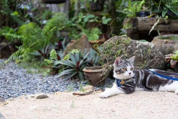 Bel gattino con bellissimi occhi gialli che indossano il colletto per la cassaforte — Foto Stock