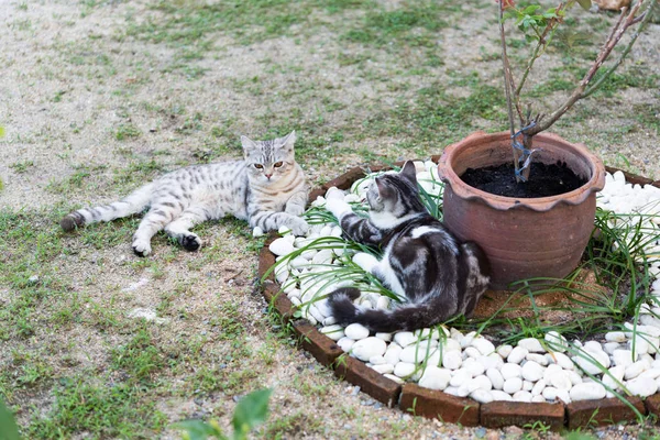 Mooie twee schattige kleine katten met mooie gele ogen spelen — Stockfoto