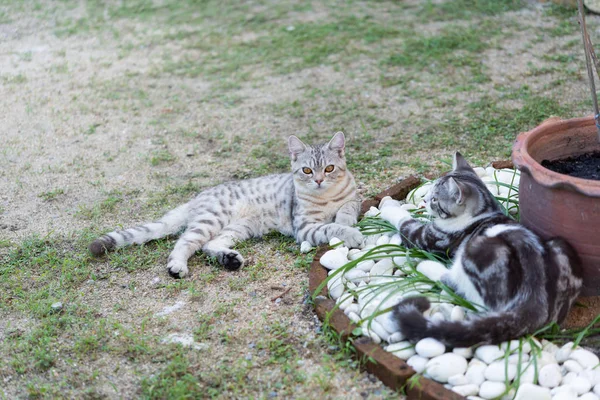 Прекрасні дві милі маленькі кішки з красивими жовтими очима грають — стокове фото