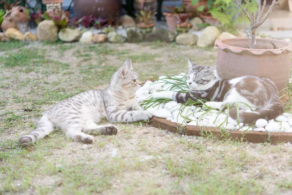 Bei due piccoli gatti carini con bellissimi occhi gialli che giocano — Foto Stock