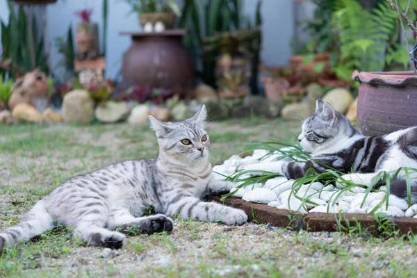 Lovely two cute little cats with  beautiful yellow eyes playing — Stock Photo, Image