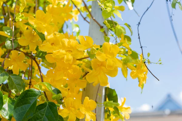 Beautiful yellow flowers with green leaves against summer blue s