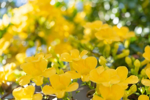 Cerca de hermosas flores amarillas con hojas verdes sobre azul s — Foto de Stock