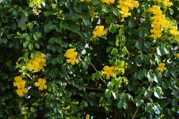 Lindas flores amarelas com fundo de folhas verdes, Cat 's Cla — Fotografia de Stock