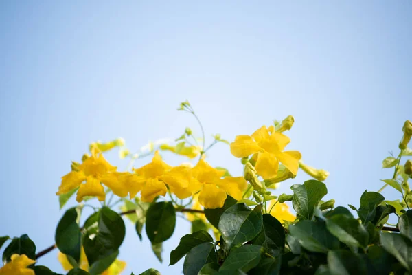 Hermosas flores amarillas con hojas verdes contra el verano azul s — Foto de Stock