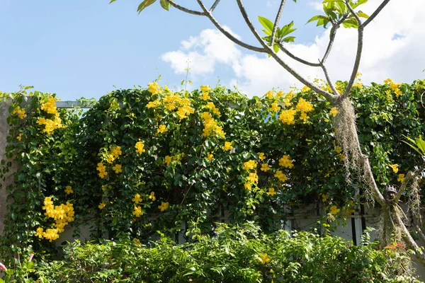 Hermosas flores amarillas con hojas verdes contra el verano azul s —  Fotos de Stock