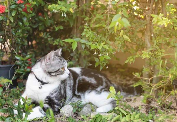 Bello gatto sano con bellissimi occhi gialli su gra verde fresco — Foto Stock