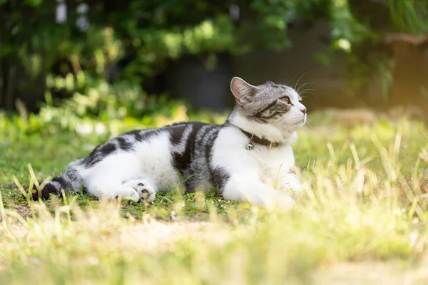 Gato saudável encantador com belos olhos amarelos em gra verde fresco — Fotografia de Stock