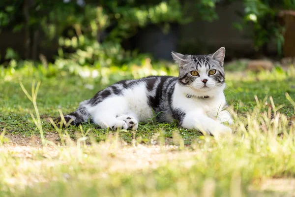 Gato saudável encantador com belos olhos amarelos em gra verde fresco — Fotografia de Stock