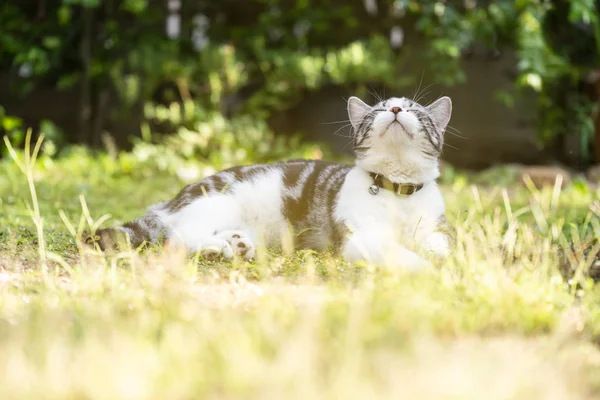 Taze yeşil gra güzel sarı gözleri ile Lovely sağlıklı kedi — Stok fotoğraf
