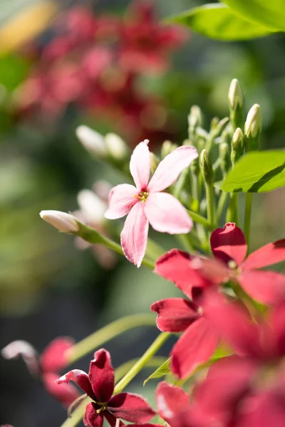 庭の屋外で美しいピンクと赤のラングーンクリーパーの花 — ストック写真