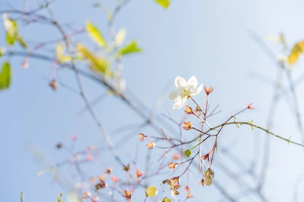 Ein kleines weißes Blümchen, das von der Decke hängt, nickt, — Stockfoto