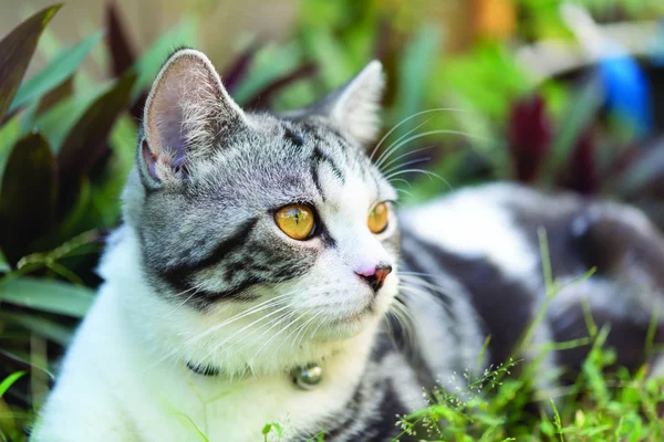 Adorável bonito gato gordo com belos olhos amarelos no jardim para fora — Fotografia de Stock