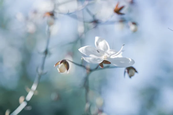 Lite vita blommor hängande Frome Brach, nickande Clerodendron, — Stockfoto