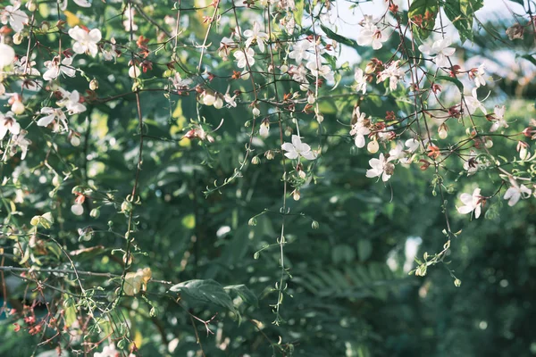 Een beetje witte bloemen opknoping Frome Brach, knikkend Clerodendron, — Stockfoto