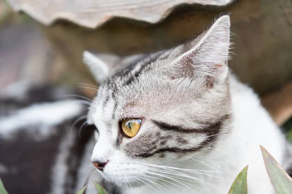 Stäng upp vackra gula ögon av kitty — Stockfoto
