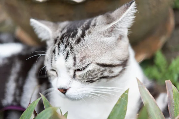 Bliska senny oczy Kitty — Zdjęcie stockowe