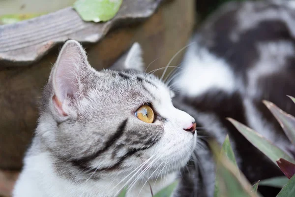 Kapat kedinin güzel sarı gözlerini — Stok fotoğraf