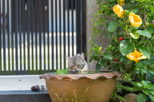 Gato encantador com belos olhos amarelos bebendo água de lótus — Fotografia de Stock