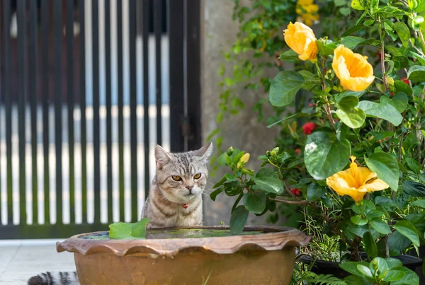 Güzel sarı gözlü güzel kedi nilüferden su içiyor — Stok fotoğraf