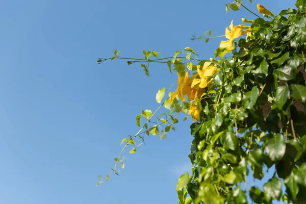 Piękne żółte kwiaty z zielonymi liśćmi przed letnim niebieskim s — Zdjęcie stockowe