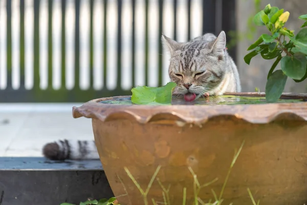 Güzel sarı gözlü güzel kedi nilüferden su içiyor — Stok fotoğraf