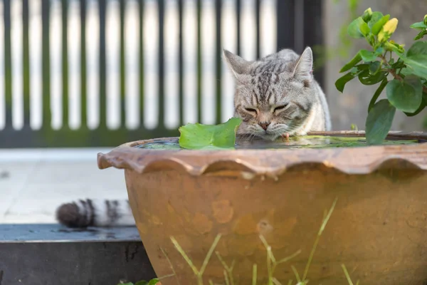 Gato encantador com belos olhos amarelos bebendo água de lótus — Fotografia de Stock