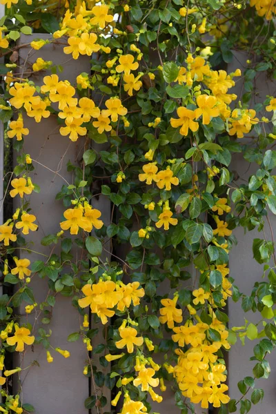 Piękne żółte kwiaty z zielonych liści tła, Cat's CLA — Zdjęcie stockowe