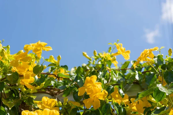 Hermosas flores amarillas con hojas verdes contra el verano azul s — Foto de Stock
