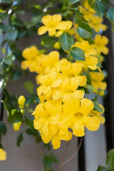 Hermosas flores amarillas con hojas verdes de fondo, Cat 's Cla — Foto de Stock