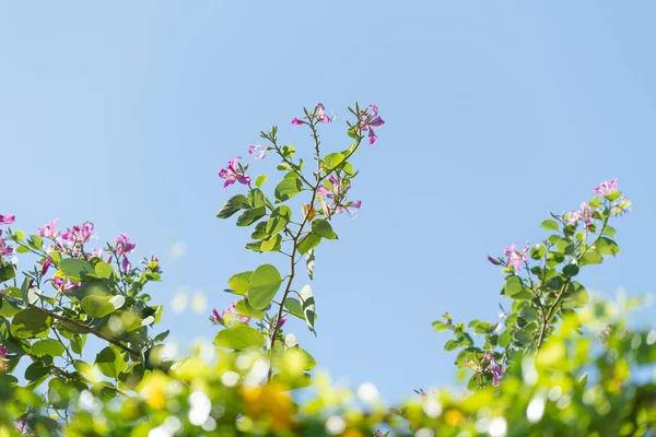 Schöne rosa Bauhinia-Blüten, hong kong Orchideenbaum über hell — Stockfoto