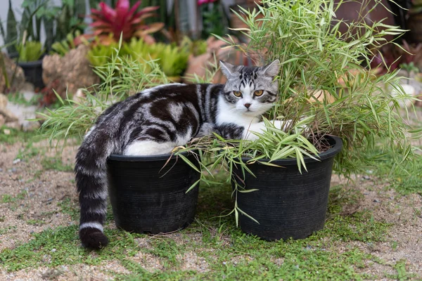 A lovely cat with bamboo tree,Thyrsostachys siamensis Gamble,nat