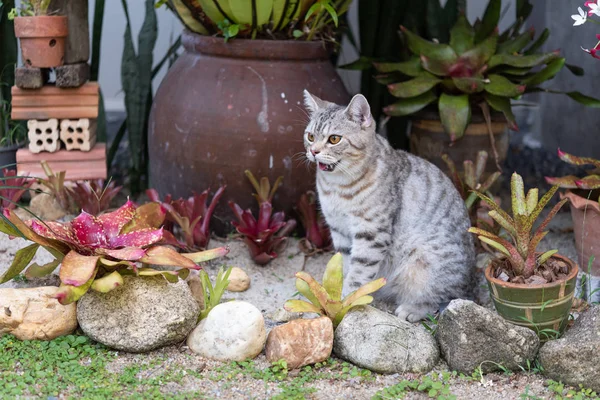 Lindo gato bonito tabby com belos olhos amarelos na areia branca — Fotografia de Stock