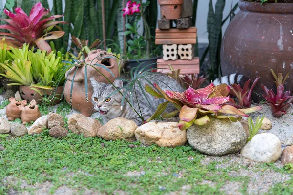 Härlig söt tabby katt med vackra gula ögon på vit sand — Stockfoto