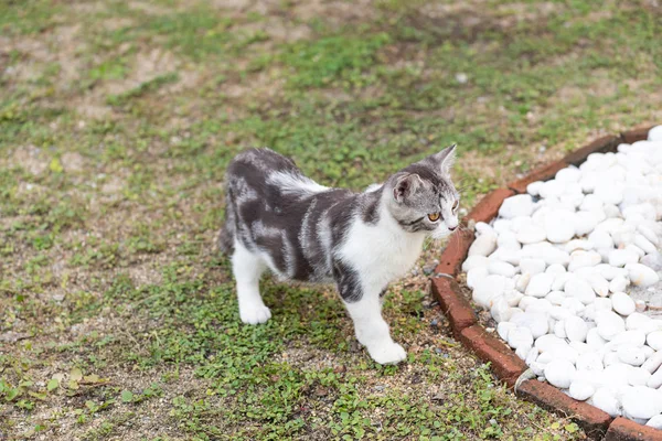 Lovely healthy cat with beautiful yellow eyes on fresh green gra