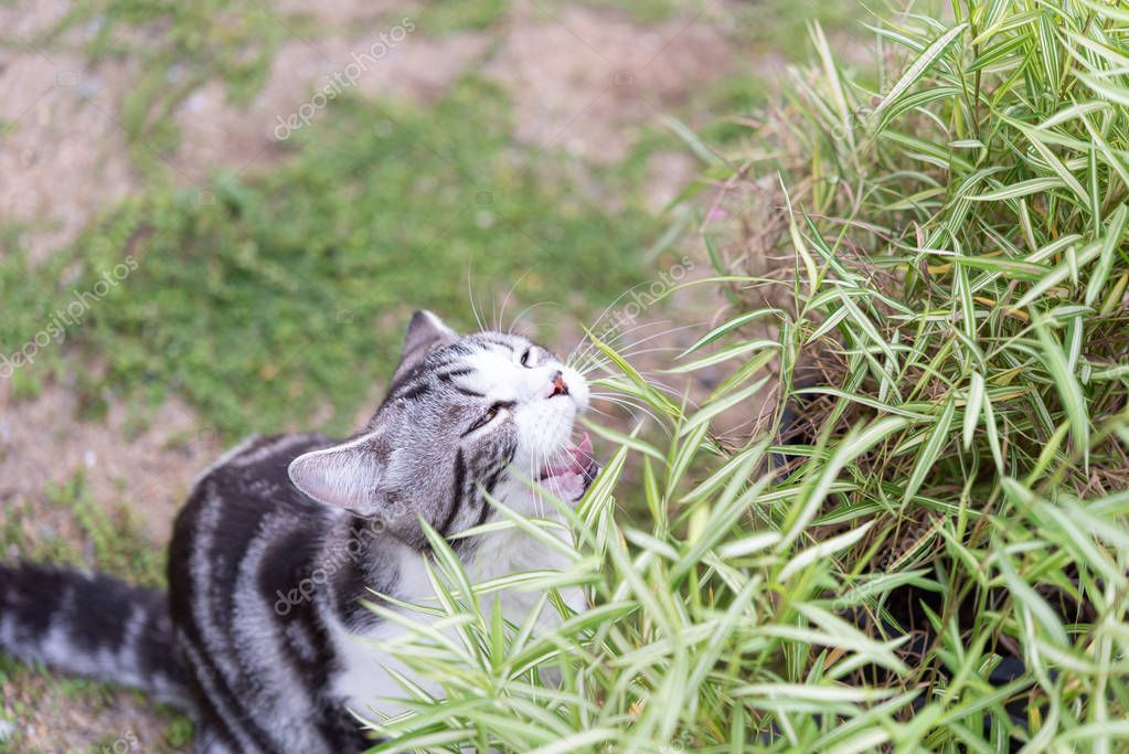 Un gato encantador comiendo árbol de bambú, Thyrsostachys siamensis