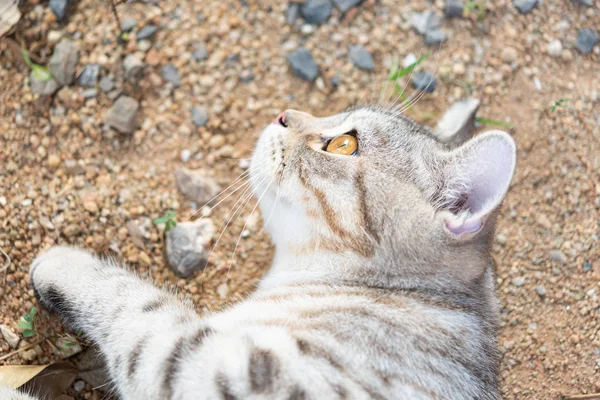 Feche belos olhos amarelos do gatinho — Fotografia de Stock