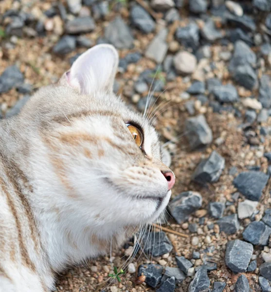 Kapat kedinin güzel sarı gözlerini — Stok fotoğraf