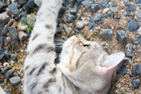 Закрой красивые желтые глаза котенка — стоковое фото