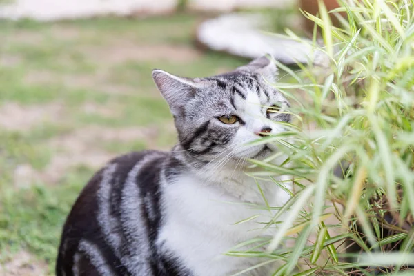 Bambu ağacı ile güzel bir kedi, Thyrsostachys siamensis Gamble, NAT — Stok fotoğraf