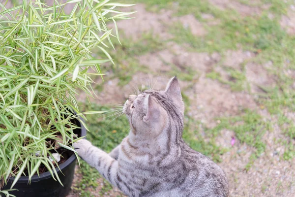 Um gato lindo com árvore de bambu, Thyrsostachys siamensis Gamble, nat — Fotografia de Stock