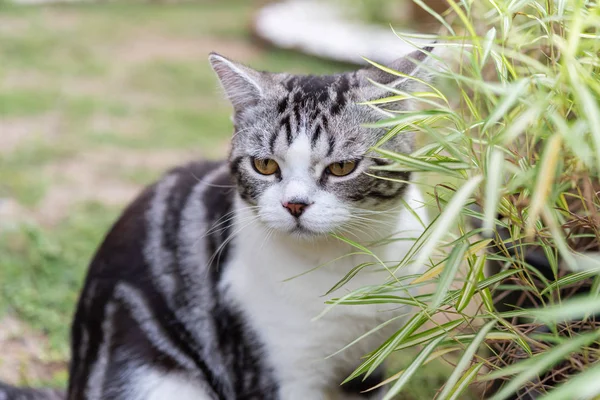 Bambu ağacı ile güzel bir kedi, Thyrsostachys siamensis Gamble, NAT — Stok fotoğraf