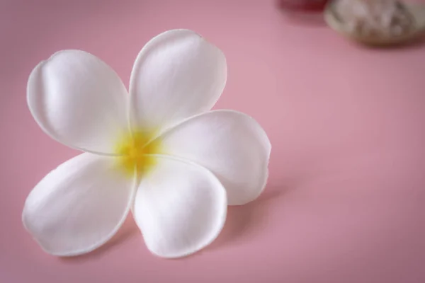 Beautiful white Plumeria flower on pink background — Stock Photo, Image