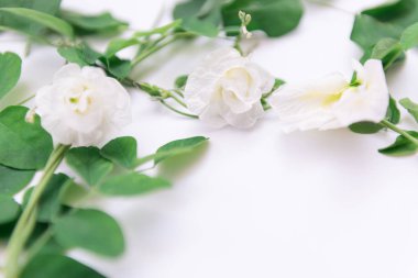 Güzel beyaz kelebek bezelye çiçekler çerçeve ve yeşil yaprakları 