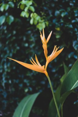 Egzotik sarı Heliconia psittacorum , Altın Torch, çiçekler ile 