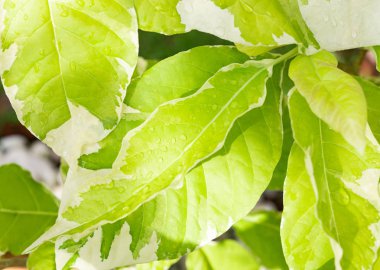 Güzel yeşil yaprak ve su damlaları sabah ışık backgroun