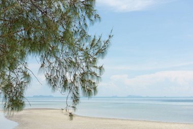 Çam ağacı ,Tropik plaj ba üzerinde Casuarina equisetifolia şube