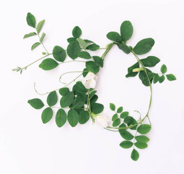 Güzel kelebek bezelye çiçekler çerçeve ve beyaz yeşil yaprakları 