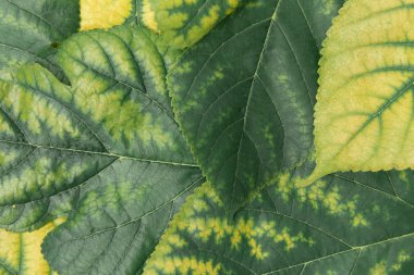 Dut yeşili sarı yapraklar arka plan