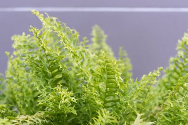 Beautiful Fishbone fern or Sword fern background clipart